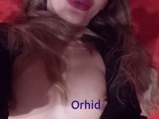 Orhid