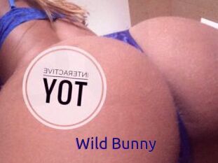 Wild_Bunny_